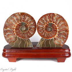 Display Pieces on Stand: Large Ammonite Pair on Stand