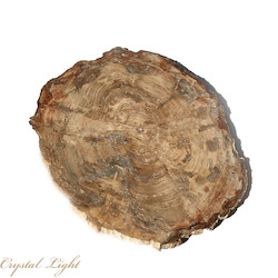 Petrified Wood: Petrified Wood Slice
