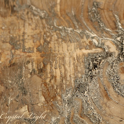 Petrified Wood: Petrified Wood Slice