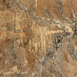 Petrified Wood: Petrified Wood Slice