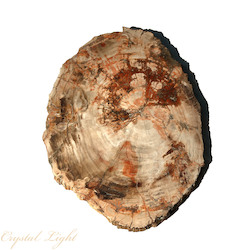 Petrified Wood: Petrified Wood Slice