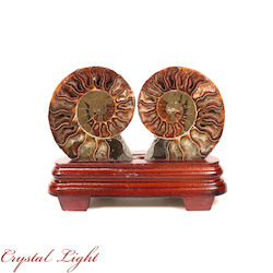 Display Pieces on Stand: Ammonite Pair on Stand