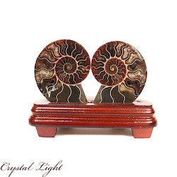 Display Pieces on Stand: Ammonite Pair on Stand