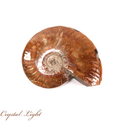 Ammonites: Ammonite Fossil