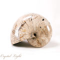 Cymatoceras Ammonite Fossil
