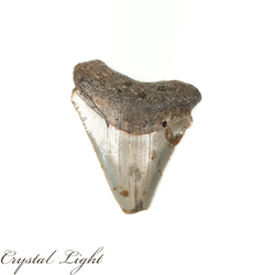 Megalodon: Megalodon Tooth