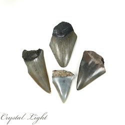 Megalodon: Megalodon Tooth Lot