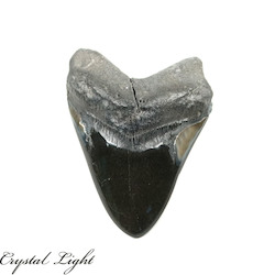 Teeth: Megalodon Polished Tooth