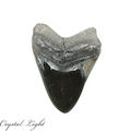 Megalodon Polished Tooth