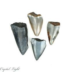 Teeth: Megalodon Tooth Lot