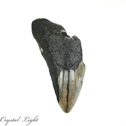 Teeth: Megalodon Tooth