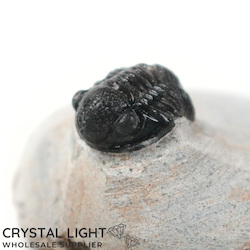 Trilobites: Trilobite Fossil on Matrix