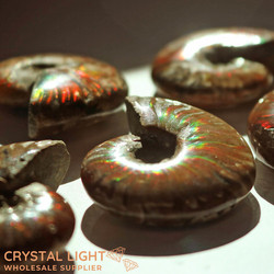 Ammonites: Ammonite Fossil