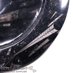 Bowls, Plates & Dishes: Orthoceras Fossil Plate (Large)