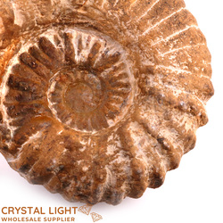 Ammonites: Ammonite Natural Fossil Large