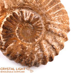 Ammonite Natural Fossil Large