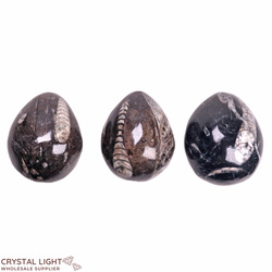 Orthoceras: Orthoceras Fossil Egg