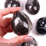 Orthoceras Fossil Egg