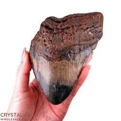 Teeth: Megalodon Tooth Large&nbsp;(A-Grade)