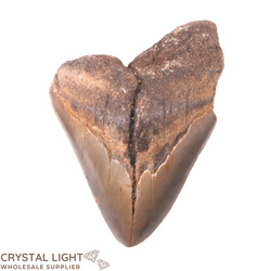 Teeth: Megalodon Tooth Large&nbsp;(A-Grade)