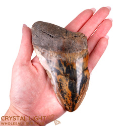 Teeth: Megalodon Tooth Large&nbsp;(A-Grade)