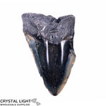 Megalodon Tooth Large&nbsp;(A-Grade)