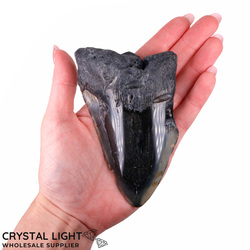 Teeth: Megalodon Tooth Large&nbsp;(A-Grade)