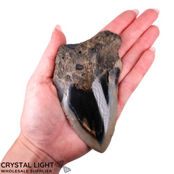 Teeth: Megalodon Tooth Large&nbsp;(A-Grade)