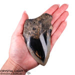 Megalodon Tooth Large&nbsp;(A-Grade)