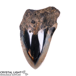 Teeth: Megalodon Tooth Large&nbsp;(A-Grade)