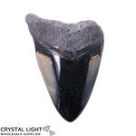 Megalodon Tooth Large (A-Grade)