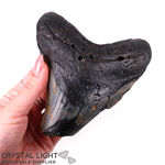 Megalodon Tooth Large