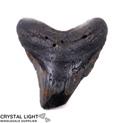 Teeth: Megalodon Tooth Large