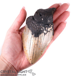 Teeth: Megalodon Tooth Large
