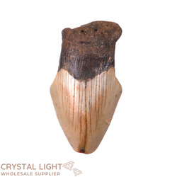 Teeth: Megalodon Tooth Large