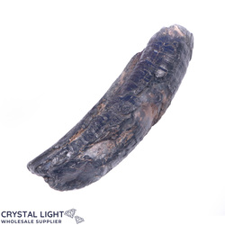 Teeth: Whale Tooth Fossil