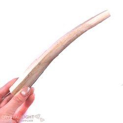 Teeth: Mammoth Tusk Specimen