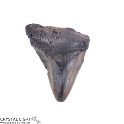 Teeth: Megalodon Tooth Large
