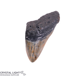 Teeth: Megalodon Tooth