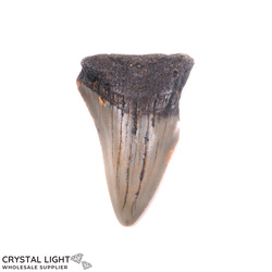Teeth: Megalodon Tooth