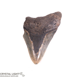 Teeth: Megalodon Tooth