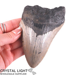 Teeth: Megalodon tooth