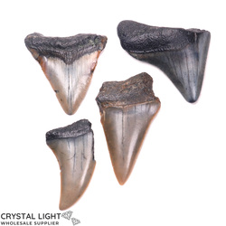 Crystal Specimen Lots: Megalodon Tooth Lot