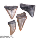 Megalodon Tooth Lot