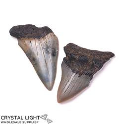 Crystal Specimen Lots: Megalodon Tooth Lot