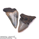 Megalodon Tooth Lot