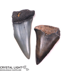 Crystal Specimen Lots: Megalodon Tooth Lot
