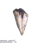 Megalodon Tooth