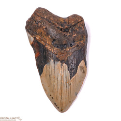 Teeth: Megalodon Tooth Large