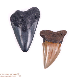 Teeth: Megalodon Tooth Lot